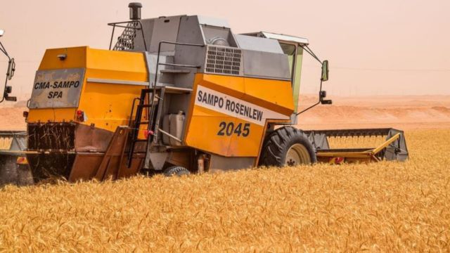 Récolte de blé en Algérie : voici les wilayas les plus productives en 2024  - Algérie Zoom